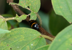 Cosmoscarta abdominalis