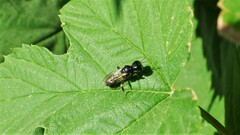 Crossocerus annulipes