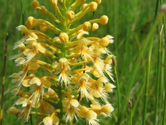 Platanthera chapmanii