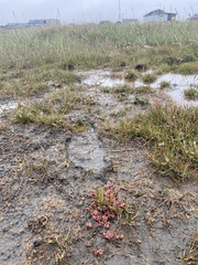 Suaeda arctica