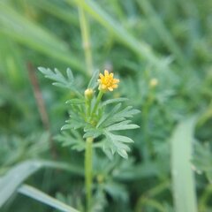 Chrysanthellum indicum mexicanum
