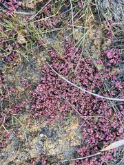 Suaeda arctica