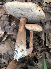 Tylopilus badiceps
