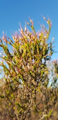 Calytrix carinata