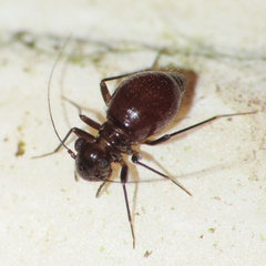 Bertkauia crosbyana