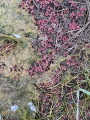Suaeda arctica