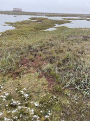 Suaeda arctica