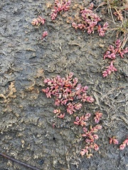 Suaeda arctica