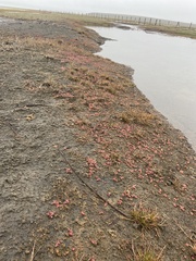 Suaeda arctica