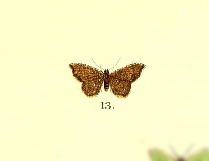 Metorthocheilus