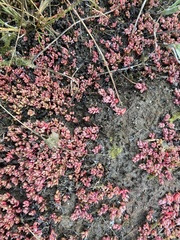 Suaeda arctica