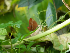 Abisara echerius