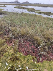 Suaeda arctica