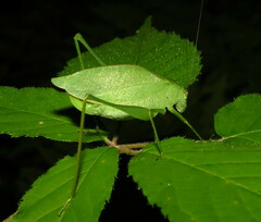 Amblycorypha rotundifolia