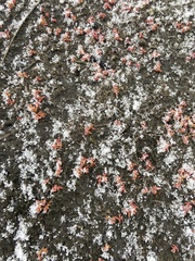 Suaeda arctica