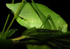 Amblycorypha rotundifolia