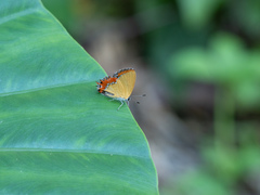 Heliophorus epicles