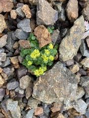 Chrysosplenium wrightii saxatile