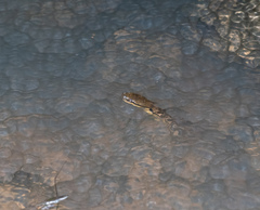 Opisthotropis lateralis