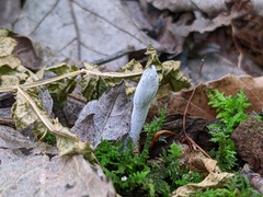 Hypomyces papulasporae