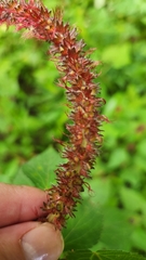 Acalypha