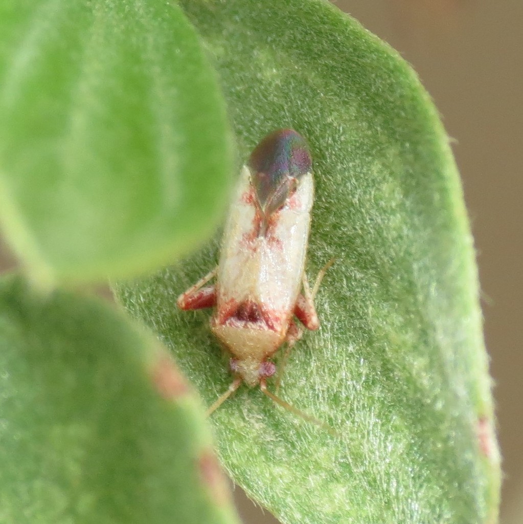 Parthenicus oreades