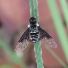 Ogcodocera analis
