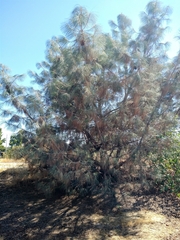 Pinus sabiniana
