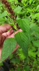 Acalypha