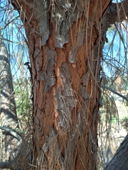 Pinus sabiniana