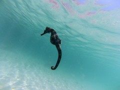 Hippocampus ingens