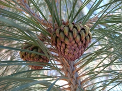 Pinus sabiniana