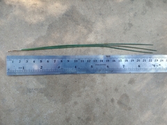 Pinus sabiniana