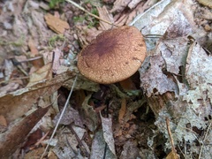 Marasmius cystidiosus
