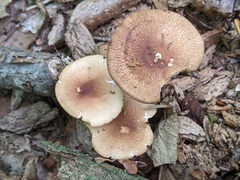 Marasmius cystidiosus