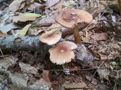 Marasmius cystidiosus