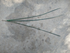 Pinus sabiniana