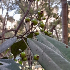Myrtaceae