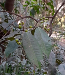Myrtaceae