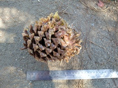 Pinus sabiniana