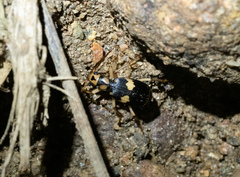 Pheropsophus javanus