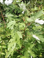 Acer saccharinum
