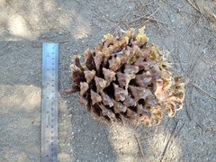 Pinus sabiniana