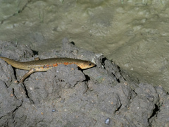 Plestiodon chinensis