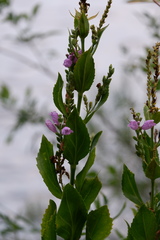 Physostegia correllii