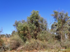 Acacia stenophylla