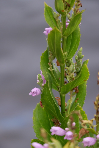 Physostegia correllii, photograph 4