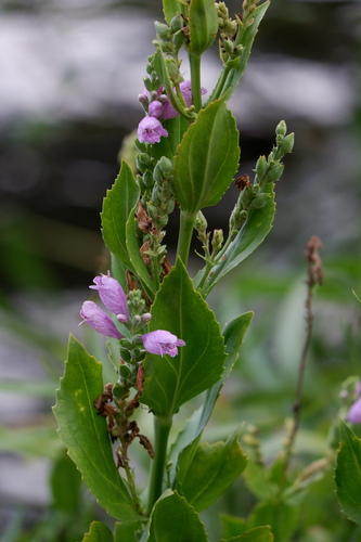 Physostegia correllii, photograph 5