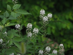 Lysimachia pentapetala