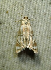 Eoparargyractis plevie